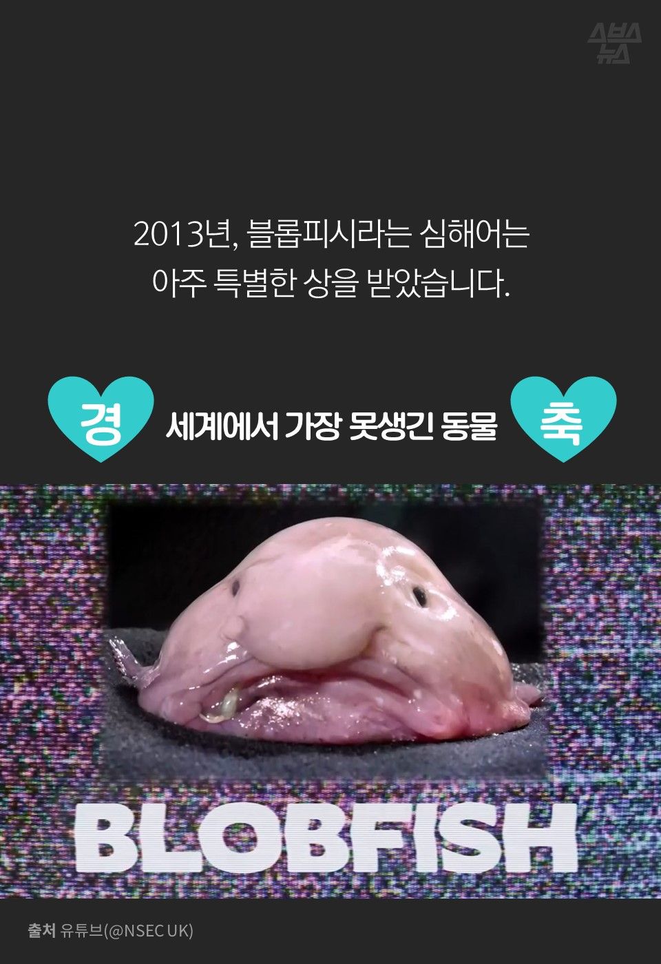 2013년, 블롭피시라는 심해어는
아주 특별한 상을 받았습니다.
세계에서 가장 못생긴 동물