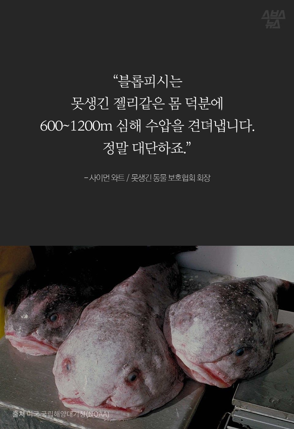 “블롭피시는
못생긴 젤리같은 몸 덕분에
600~1200m 심해 수압을 견뎌냅니다.
정말 대단하죠.”
- 사이먼 와트 / 못생긴 동물 보호협회 회장
