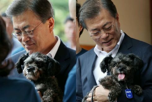 청와대 퍼스트독 토리 근황