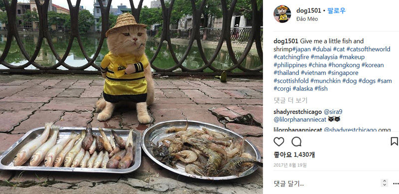 생선 파는 고양이(사진=인스타그램 화면 캡처/연합뉴스)