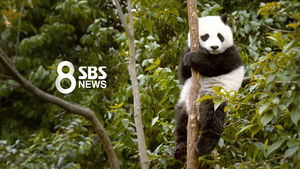 [영상] "끝까지 파겠습니다"..탐사보도 &middot; 심층성 강화로 달라지는 SBS 뉴스