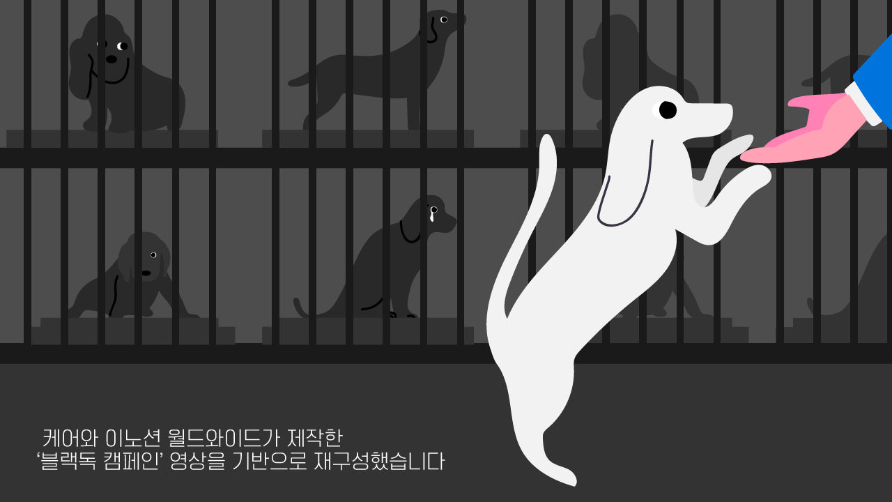 *그래픽
하얀 개가 입양된 뒤, 철창에 남아있는 여러 마리 검은 개들
> 케어와 이노션 월드와이드가 제작한 '블랙독 캠페인' 영상을 기반으로 재구성했습니다 //