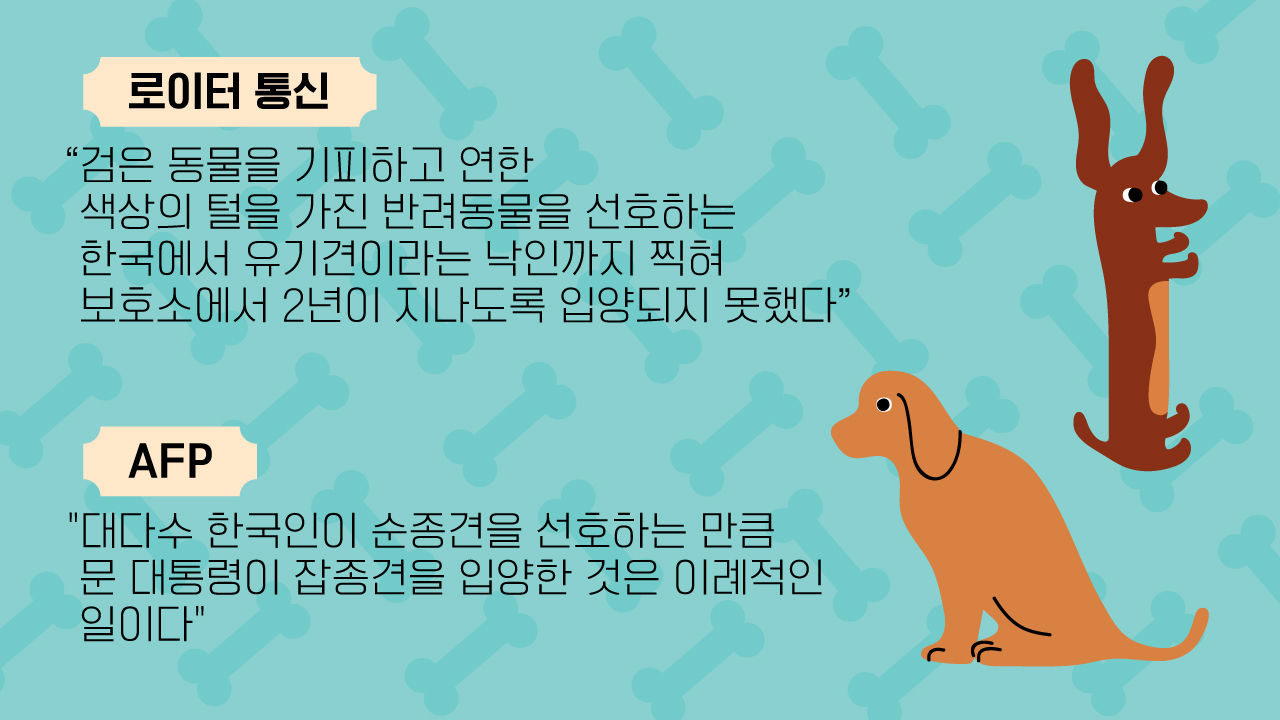*그래픽
로이터 통신 "검은 동물을 기피하고 연한 색상의 털을 가진 반려동물을 선호하는 한국에서 유기견이라는 낙인까지 찍혀 보호소에서 2년이 지나도록 입양되지 못했다"
AFP "대다수 한국인이 순종견을 선호하는 만큼 문 대통령이 잡종견을 입양한 것은 이례적인 일이다" //