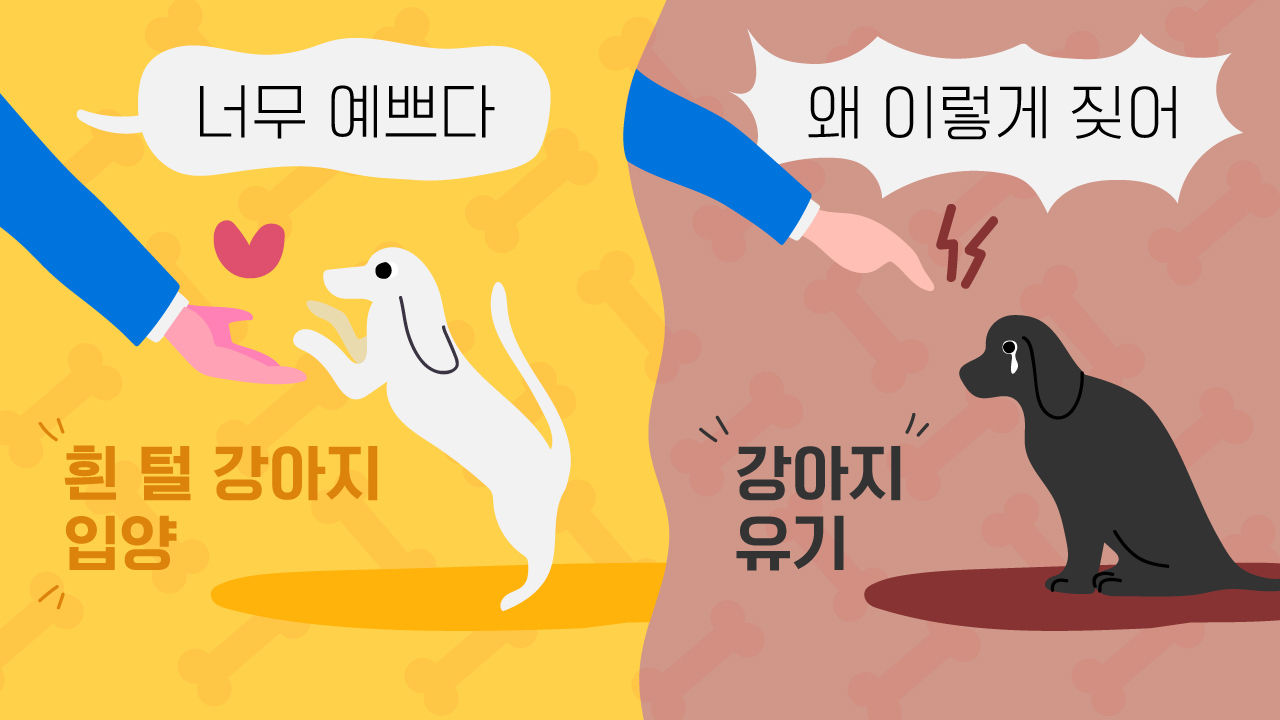 입양과 유기