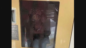 [고현준의 뉴스딱] 마트 보관함에 9시간 동안 갇힌 푸들&hellip;학대일까?