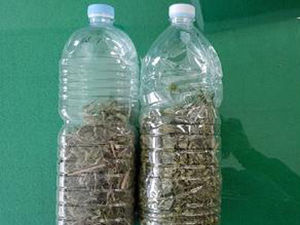 "영화에서 영감"…대마 팔고 강도질 모의한 20대 동창생