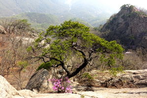 [라이프] '하나의 봄'을 떠올리다 - 파주 감악산(紺嶽山) 둘레길 ①