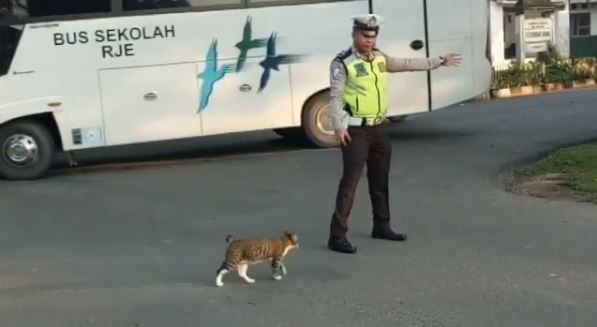 도로 건너려는 '길냥이' 발견하고 교통정리에 나선 경찰관