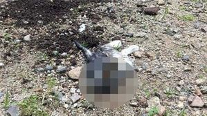 "분당 아파트 단지서 훼손된 길고양이 발견"…경찰 수사