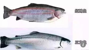 수입산 연어인 줄 알았더니…중국서 '무지개송어' 둔갑 논란