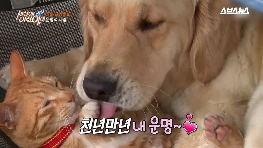 제주도에 사이 좋은 개와 고양이가 있습니다