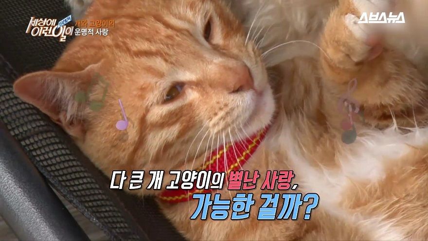 다 큰 개와 고양이의 별난 사랑 가능한 걸까요?