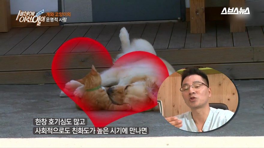 어린 강아지와 고양이 시절에는 낯선 만남에서도 친해질 수 있다고 합니다