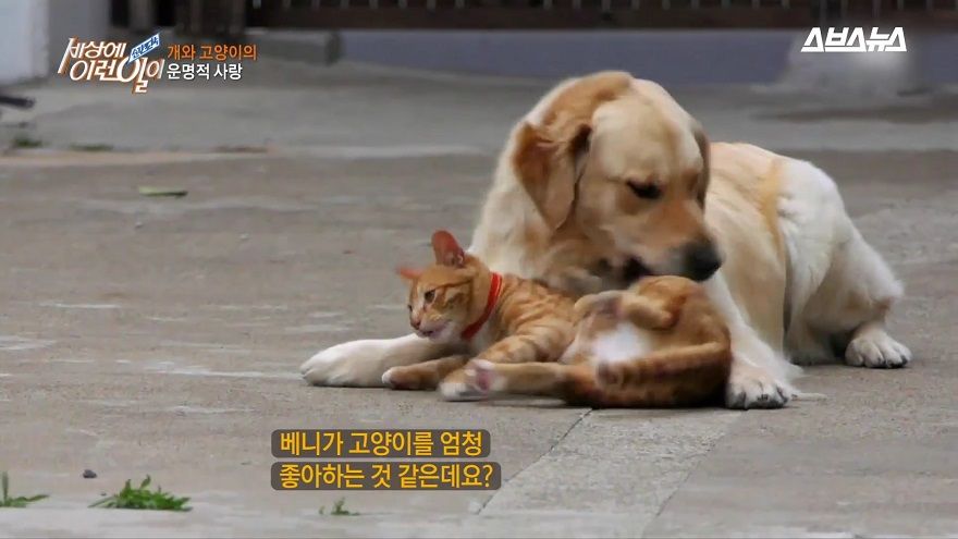 개와 고양이는 공통되는 사연이 있다고 하는데요