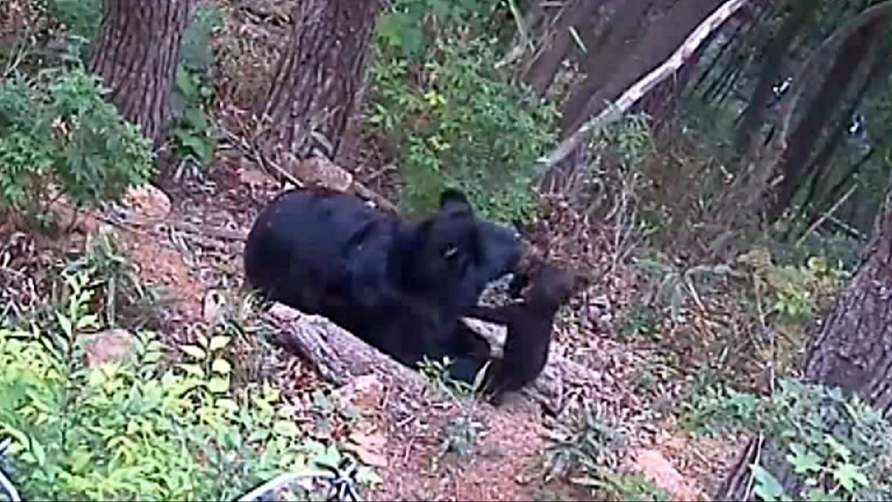 [취재파일] 반달곰 인공수정 첫 출산…다양한 개체복원 길 열어
