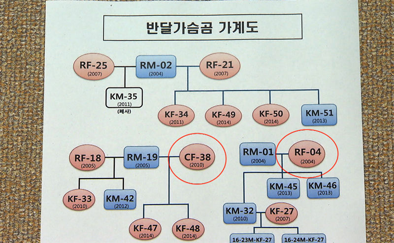 [취재파일] 반달곰 인공수정 첫 출산…다양한 개체복원 길 열어