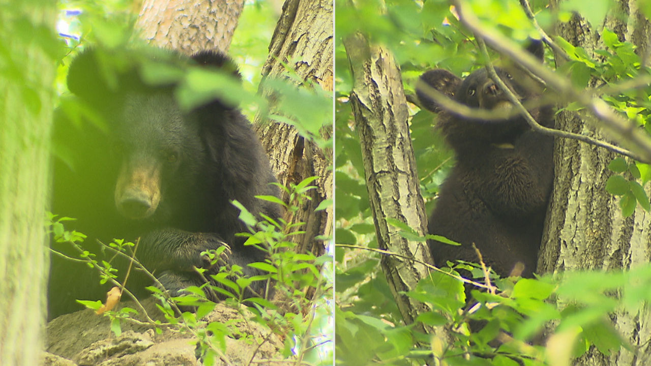 [취재파일] 반달곰 인공수정 첫 출산…다양한 개체복원 길 열어