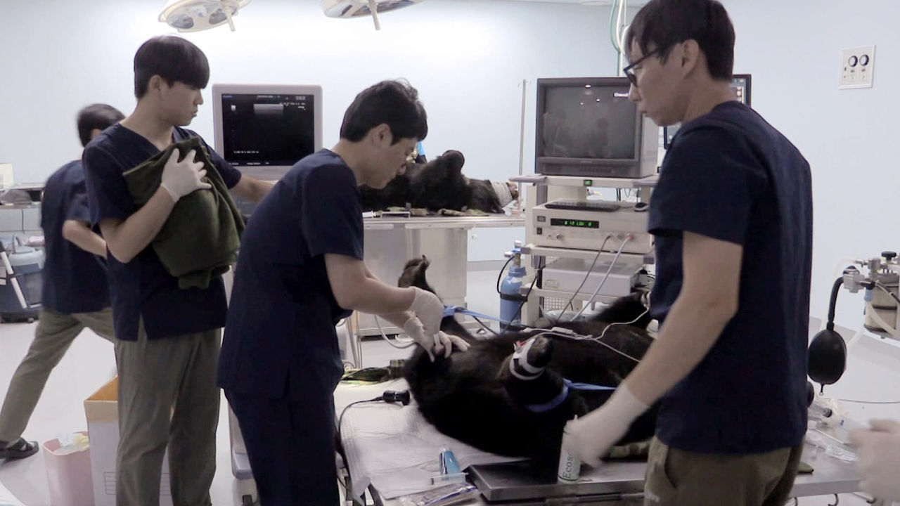 [취재파일] 반달곰 인공수정 첫 출산…다양한 개체복원 길 열어