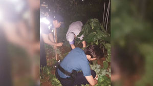 아파트서 양귀비 349포기 재배 혐의…60대 경찰 입건