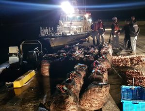 불법 포획 암컷 대게 (사진=포항해양경찰서 제공, 연합뉴스)