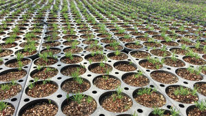 내년 서울 남산 77배 면적 산림에 나무 심는다…2만2천㏊