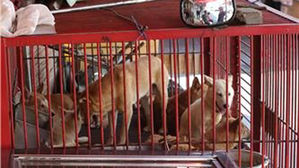 서울 내 무허가 개 도축 업체 3곳 적발…14년간 폐수 방류