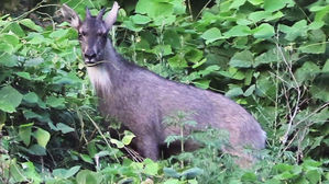 '멸종위기 1급' 산양 서울서 첫 발견…이동 경로 조사 예정