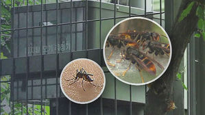 역대급 폭염에 자취 감춘 모기&hellip;말벌 활동 시기는 빨라져