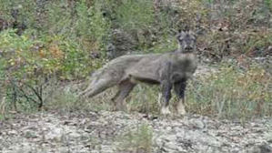 멸종위기종 산양, 서울 이어 포천서도 발견…안전 조치 모색