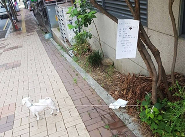 폭염 속 길에 강아지 버리고 간 견주가 한 말…'뭐가 잘못인가