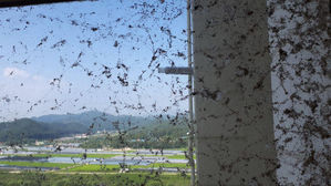 거미떼의 아파트 습격, 왜…인근 드들강 늪지대 풀숲이 범인