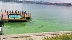 폭염에 성산대교 밑 한강 조류 기준치 초과&hellip;"수돗물은 안전"