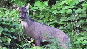 서울 용마산서 멸종위기 산양 암컷 추가 발견&hellip;정착 가능성 ↑