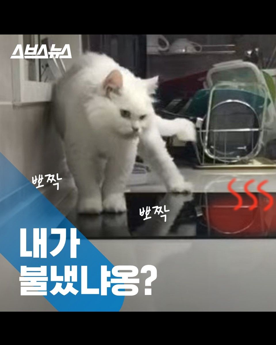 내가 불냈냐옹?