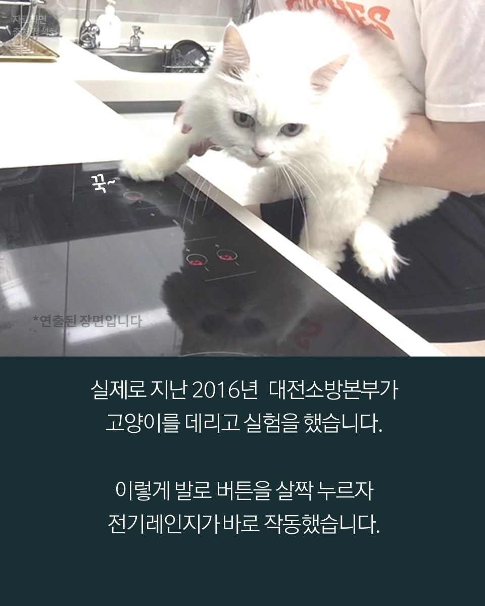 실제로 지난 2016년 대전소방본부가 고양이를 데리고 실험을 했습니다.
이렇게 발로 버튼을 살짝 누르자
전기레인지가 바로 작동했습니다.