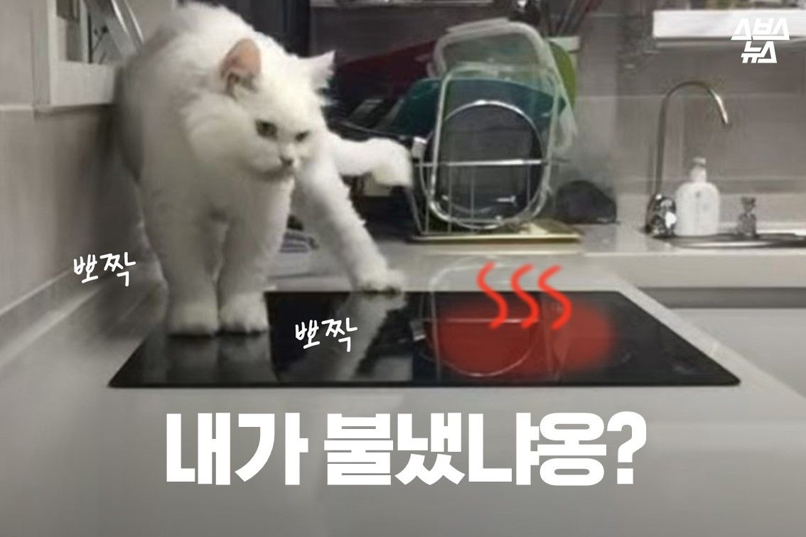 내가 불냈냐옹?