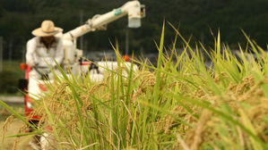 쌀 목표가격 처음으로 20만 원 넘나…이개호 신임 장관 결정 주목