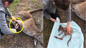 로드킬 당한 캥거루 발견한 여자&hellip;뱃속에서 7개월 된 새끼 구조
