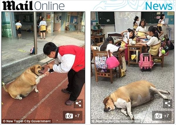 애정 '과식'으로 비만 된 학교 마스코트견…혹독한 다이어트 돌입