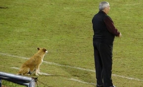 떠돌이에서 축구팀 보조가 된 강아지