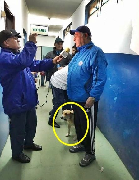 떠돌이에서 축구팀 보조가 된 강아지