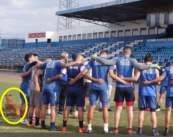 떠돌이에서 축구팀 보조가 된 강아지