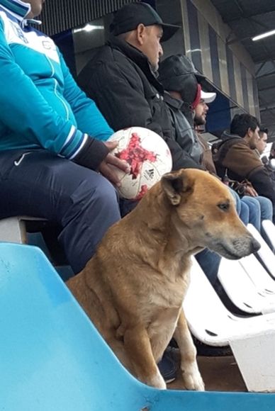 떠돌이에서 축구팀 보조가 된 강아지