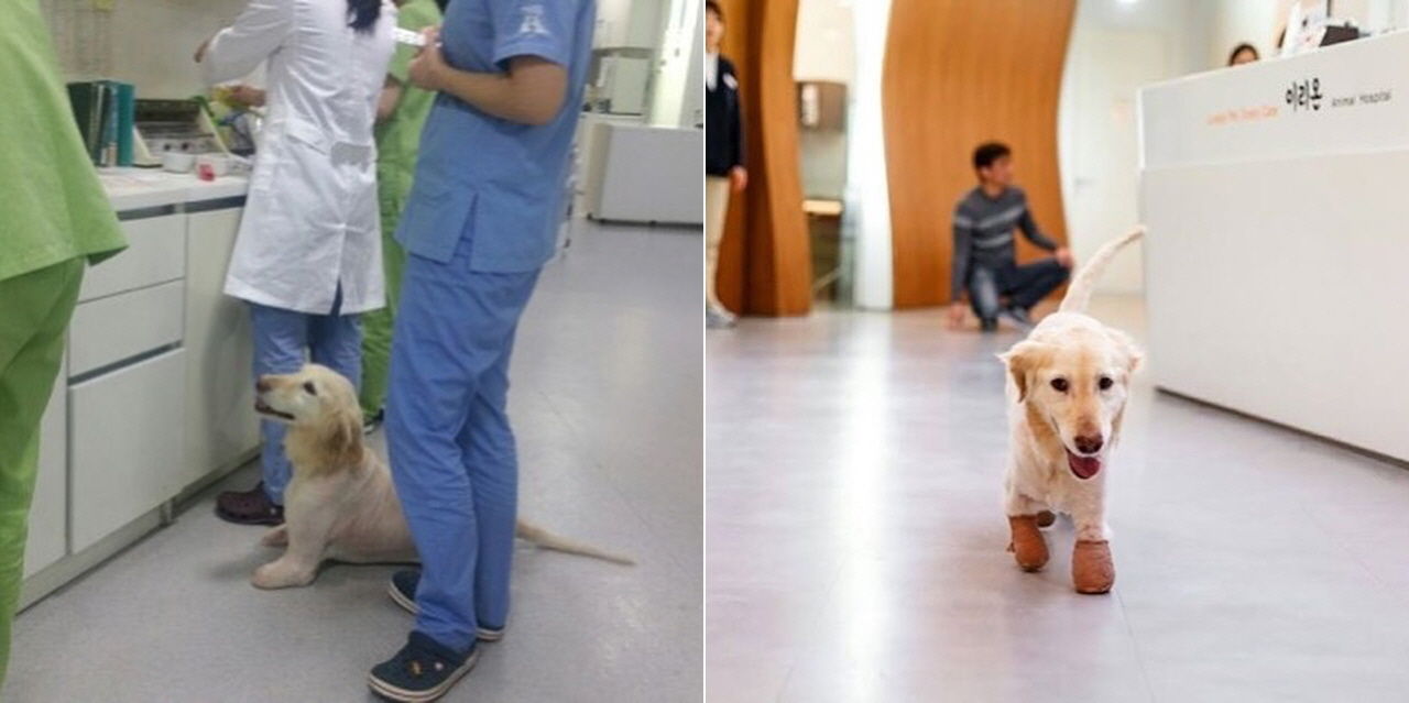 한국서 동물 학대로 네 다리 절단된 유기견…미국서 영웅견으로 '견생역전'