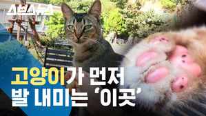 '랜선 집사' 모두 모여라!…한국 최초 유기묘 야외 카페