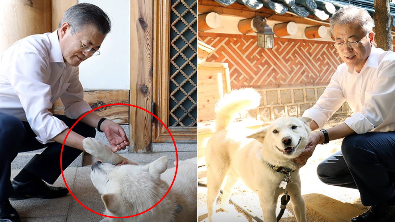 청와대 새 식구 '송강·곰이' 맞이하는 문 대통령…'마루도 꼬리 살랑살랑