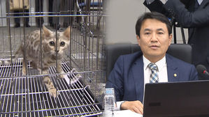 [현장영상] 국감장에 '벵갈 고양이' 데려 온 김진태&hellip;"퓨마 탈출해 NSC 소집했나"