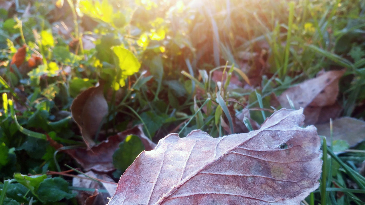 대관령 서리 (사진=연합뉴스)