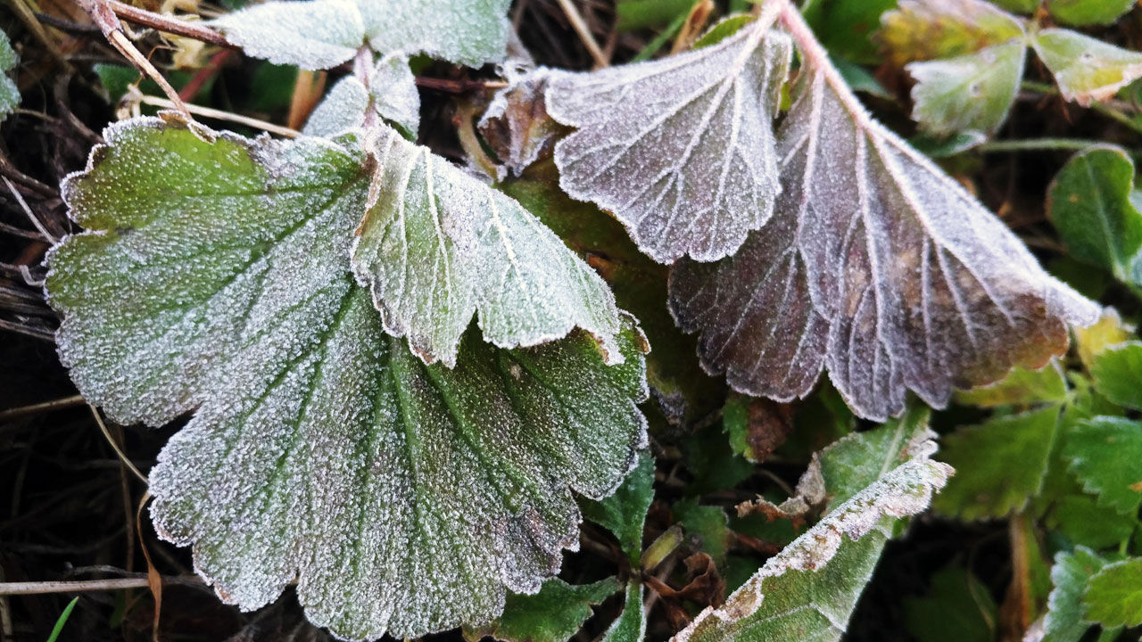 대관령 서리 (사진=연합뉴스)