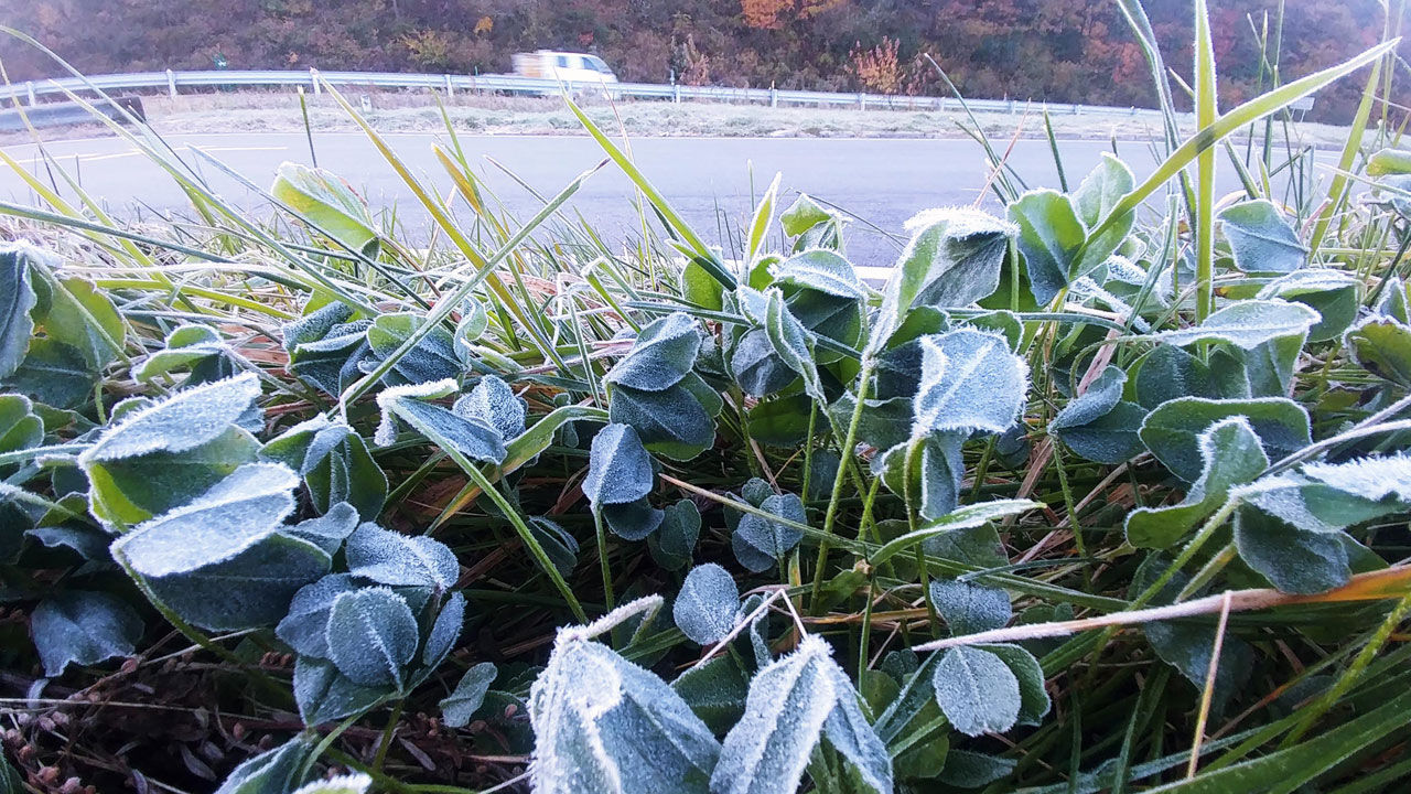대관령 서리 (사진=연합뉴스)